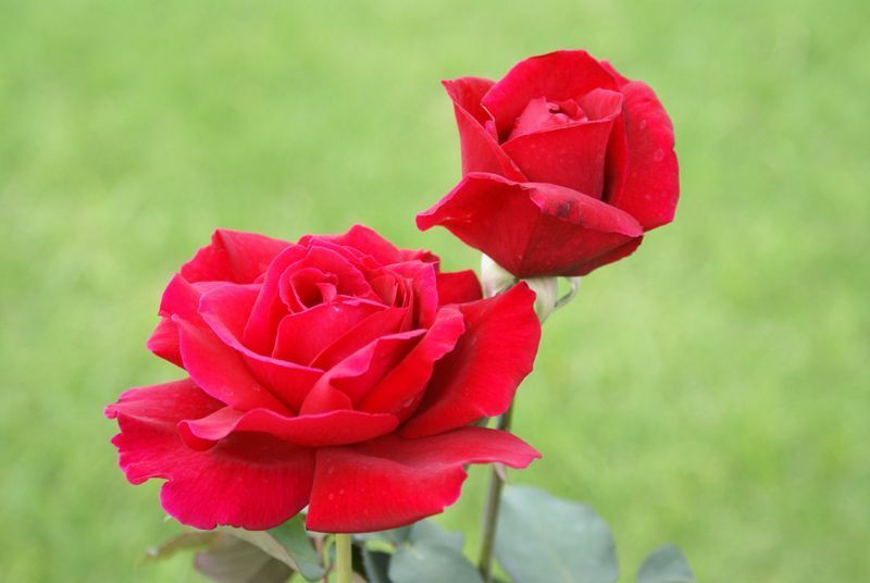 Rosa Mister Lincoln