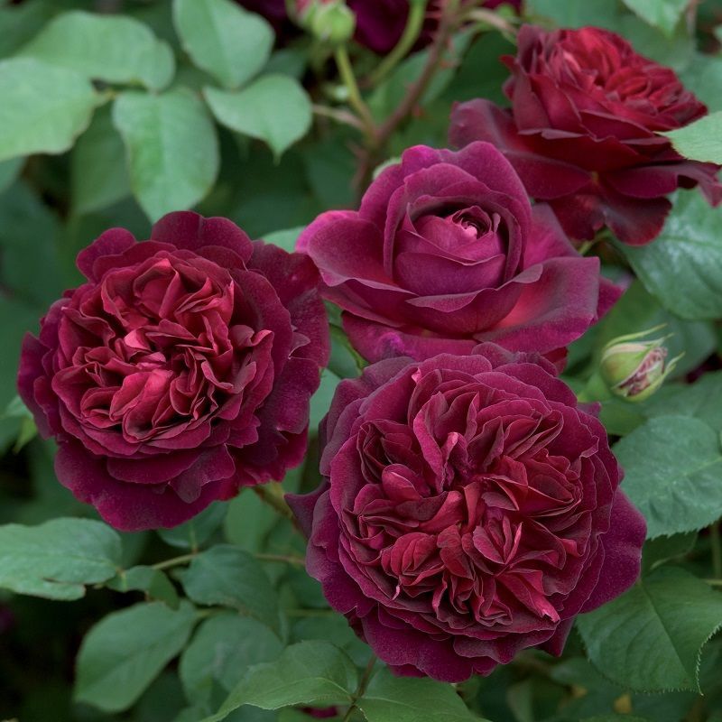Rosa Munstead Wood