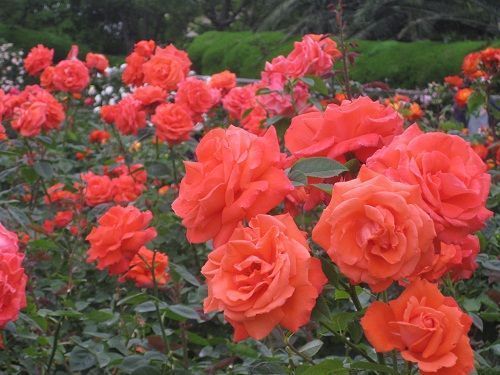Rosa Super Star