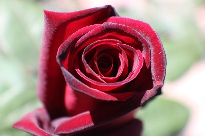 Rosa Taboo