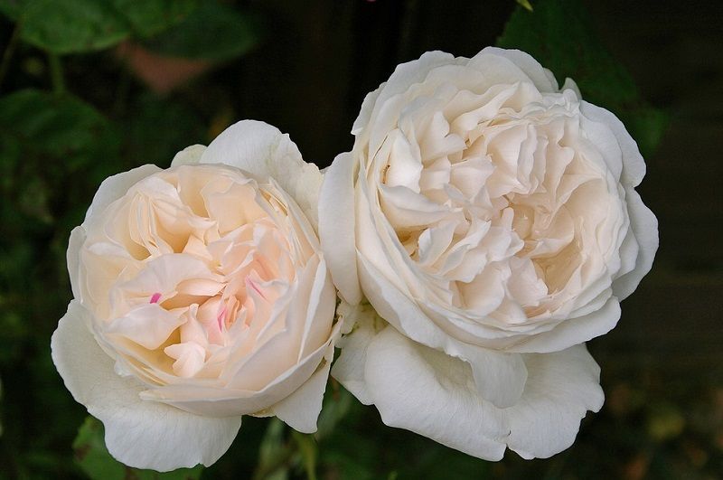 Rosa Winchester Cathedral