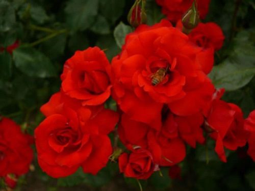 Rosal La Sevillana