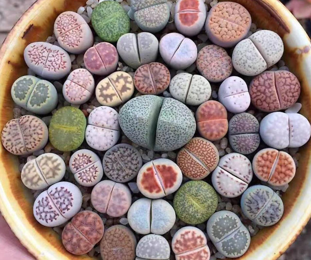 SUCULENTA PIEDRA