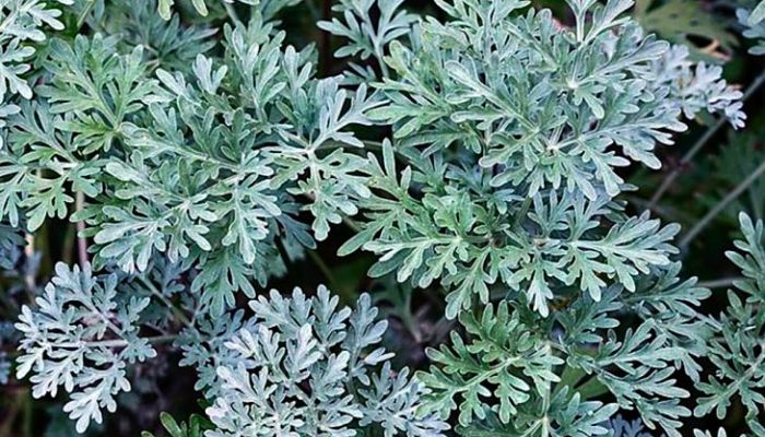Ajenjo. Origen, Descripción, Cultivo, Cuidados, Propiedades