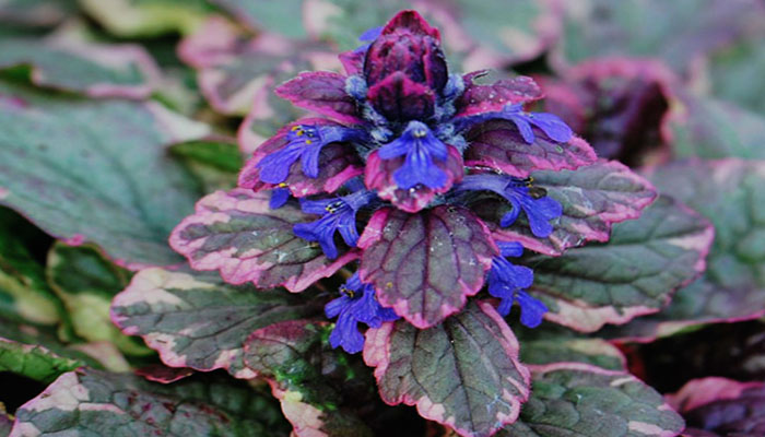 Ajuga Reptans. Origen, Descripción, Variedades, Cuidados Y Usos
