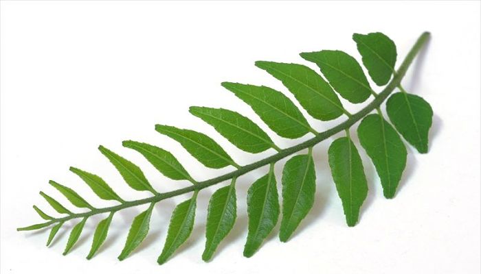 Hojas De Curry. Origen, Descripción, Cultivo, Cuidados, Propiedades