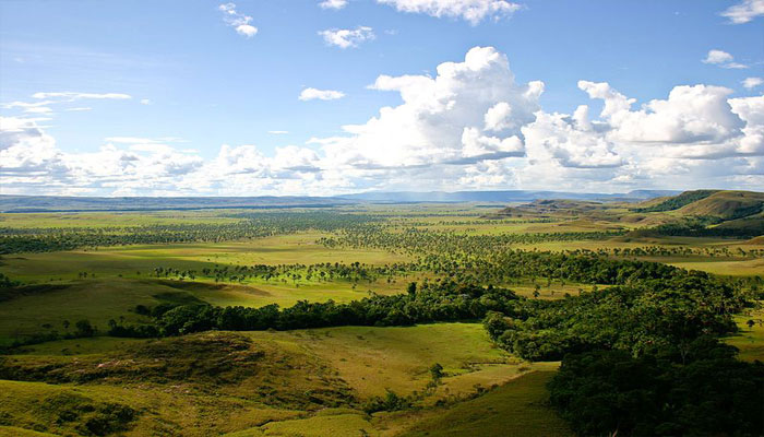 Plantas Que Hay En La Sabana | 8 Exóticos Árboles De Sabana
