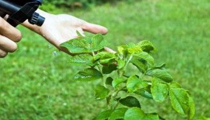Vinagre Como Insecticida Para Plantas. Beneficios Y Cómo Aplicarlo